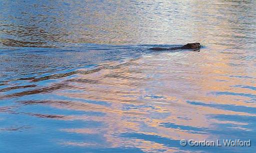 Beaver Swimming_47948.jpg - Photographed near Ottawa, Ontario - the Capital of Canada.